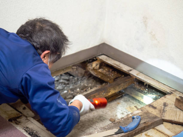 Trusted Rancho Viejo, TX Mold Remediation Experts