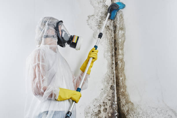 Best Localized Mold Remediation (e.g., coastal areas, humid climates) in Rancho Viejo, TX