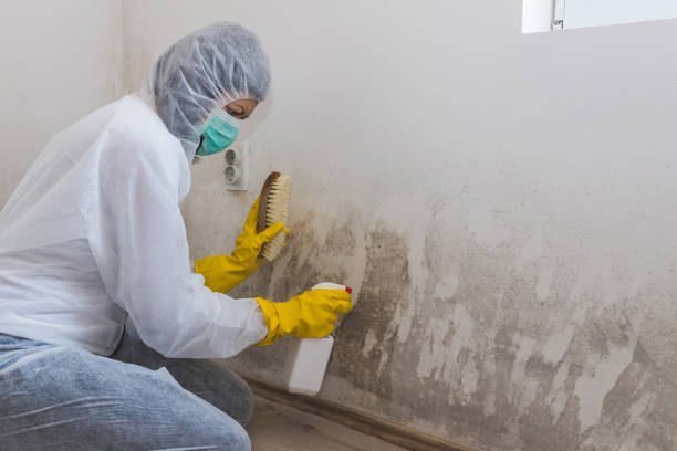 Best Emergency Mold Remediation in Rancho Viejo, TX