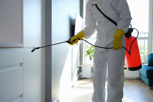Best White Mold Remediation in Rancho Viejo, TX