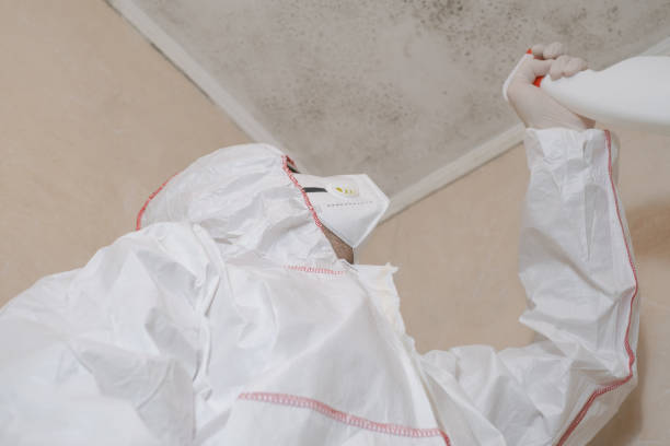 Best Basement Mold Remediation in Rancho Viejo, TX