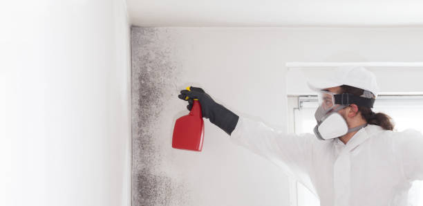 Best Commercial Mold Remediation in Rancho Viejo, TX