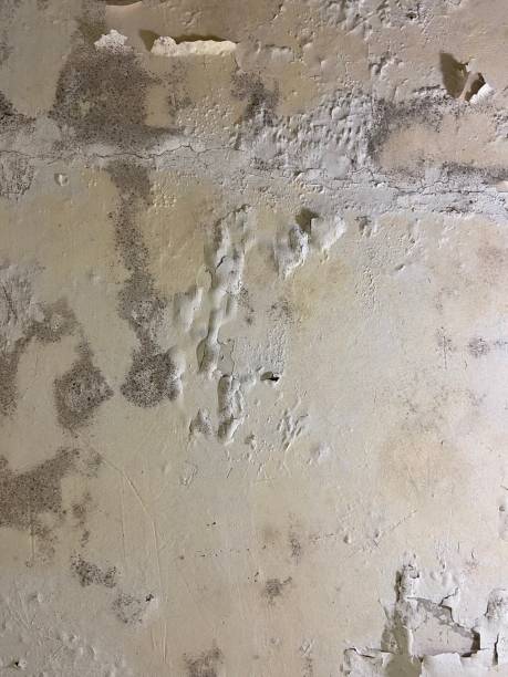 Best Mold Remediation for Schools in Rancho Viejo, TX