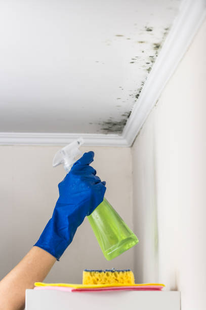 Best Residential Mold Remediation in Rancho Viejo, TX